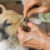 Do You Know the Tick Season Myths?