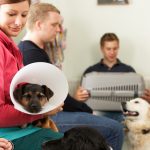 What Goes Through a Vet’s Head When You Walk In Without an Appointment