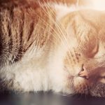 Why I Don’t Cry at Euthanasias