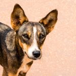 The Unfair Necessity of Euthanizing an Aggressive Dog
